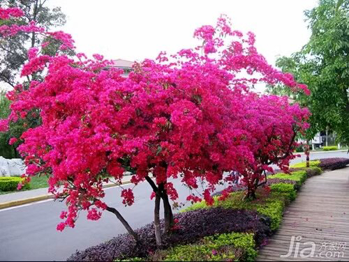 四季同安红#水红色四季勤花爬藤垂钓三角梅
