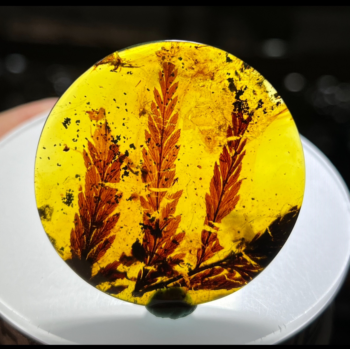 天然琥珀 特色稀少三珠植物叶馆纳之物 规格51/51/7mm