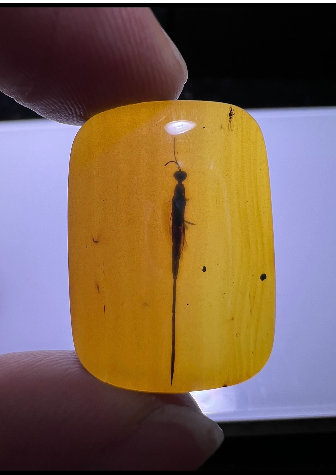 稀有天然虫珀吊坠 天然缅甸琥珀琥珀蜜蜡变色龙血珀溶洞天然保真