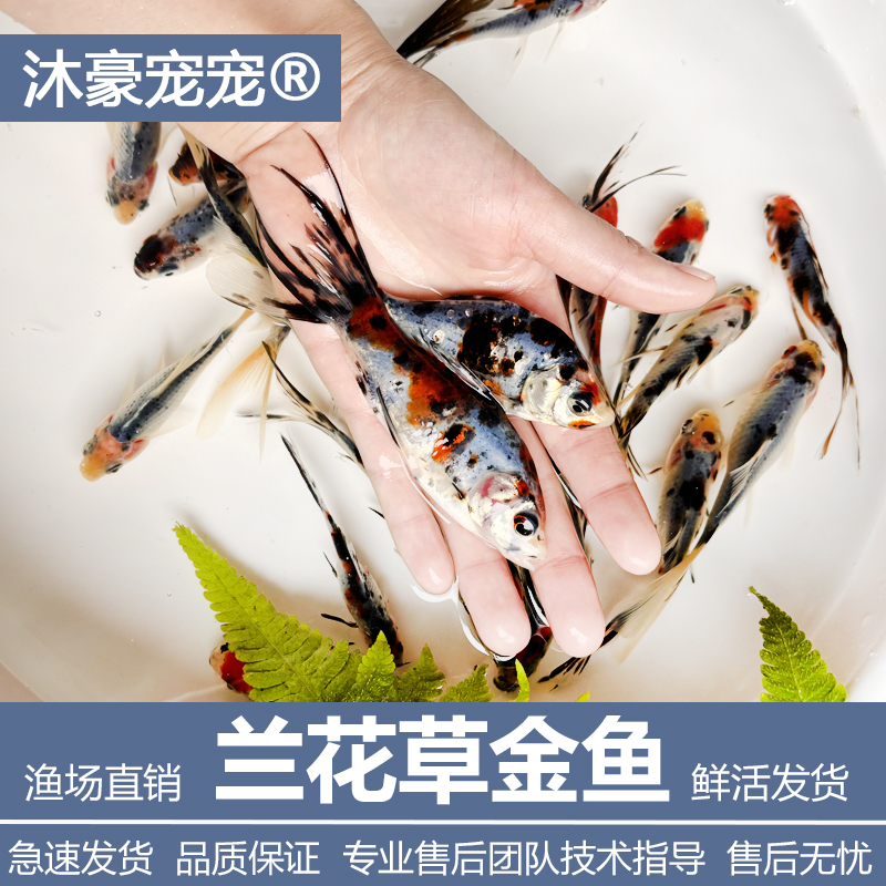 沐豪宠宠兰花草金鱼小红鱼观赏鱼好养耐活鱼红草金冷水鱼淡水鱼