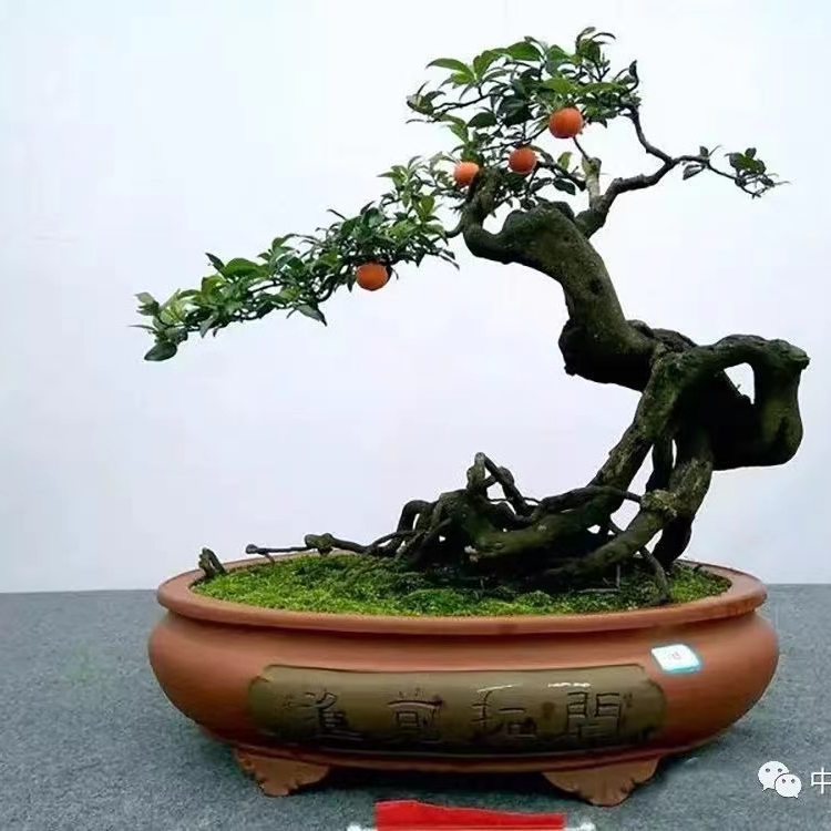 清一色金弹子生桩盆景素材 小山灌木金弹子 一物一拍 付米链接