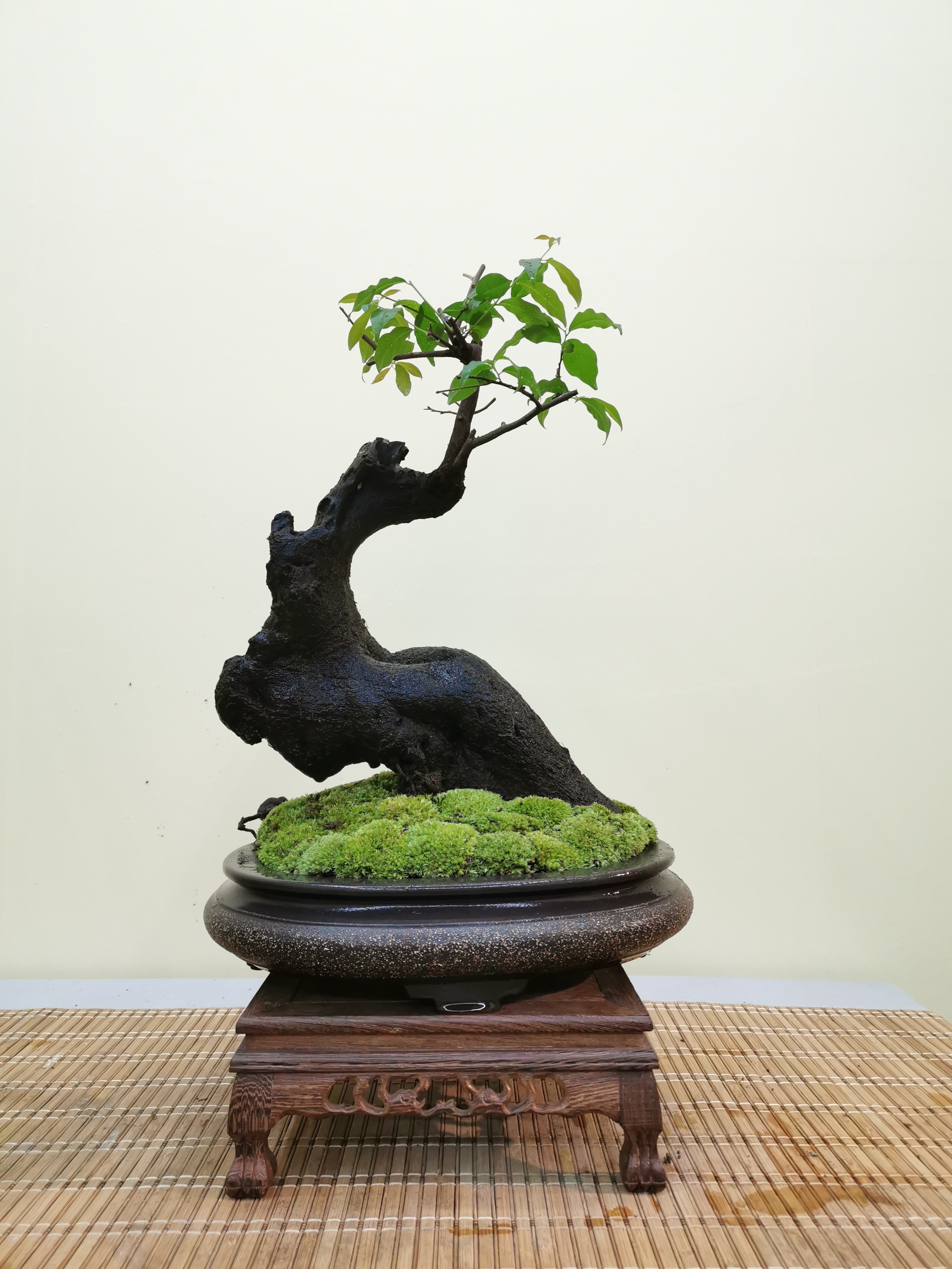 金弹子生桩盆景素材   小山灌木金弹子   一物一拍  付米链接