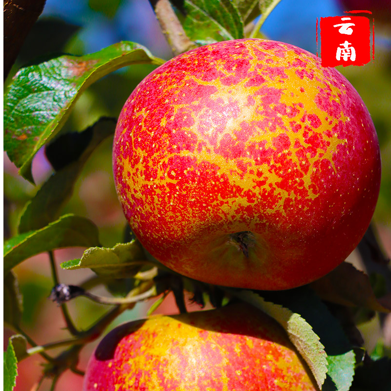 【正宗云南昭通冰糖心丑苹果】2025年新鲜摘现现发脆甜多汁5斤/9斤