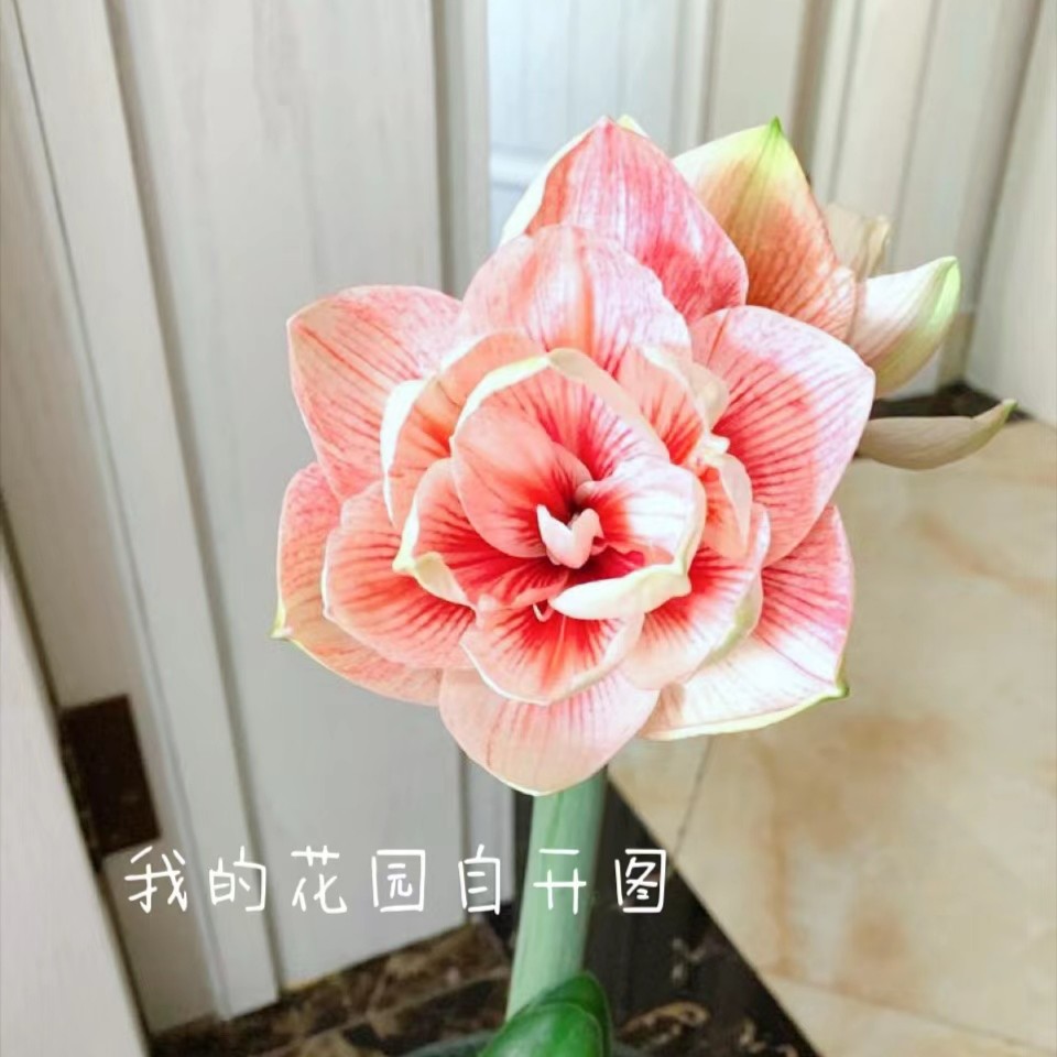 朱顶红一物一拍专用，非直播时段勿拍     