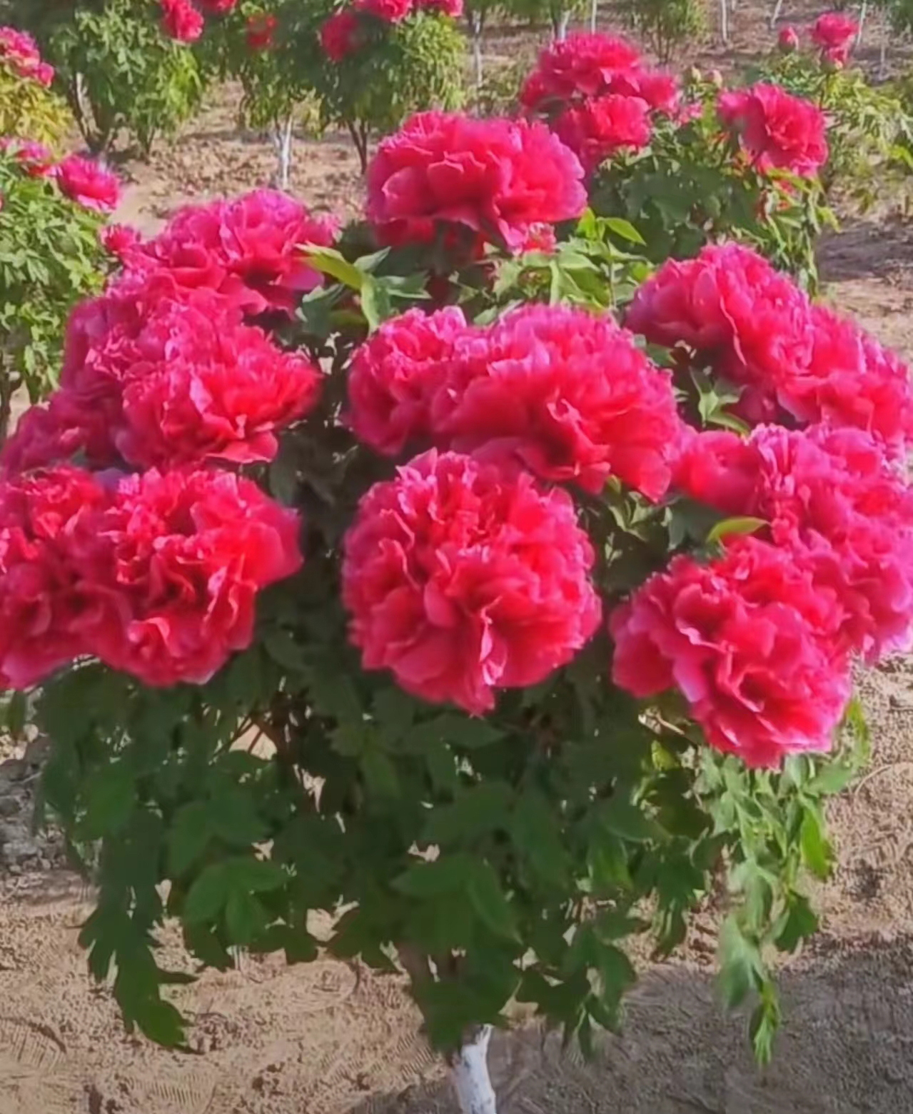 山东菏泽正宗牡丹，基地直发