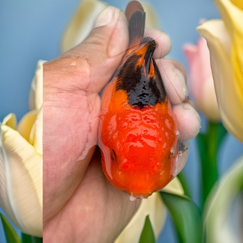 玛丽泰狮渔场直接发货。