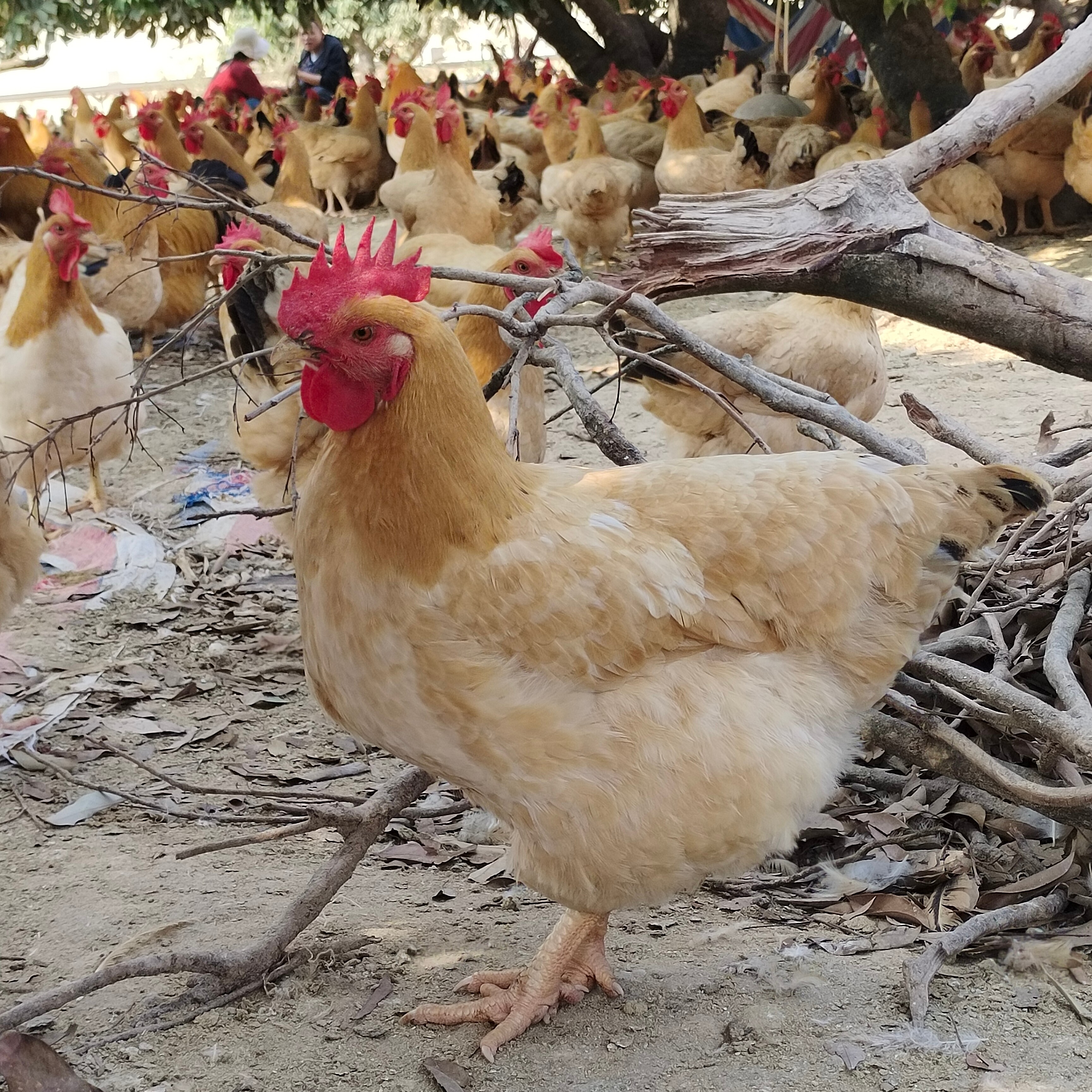 【农村直播代购】茂名电白果园走地鸡正宗散养三黄鸡母鸡阉鸡