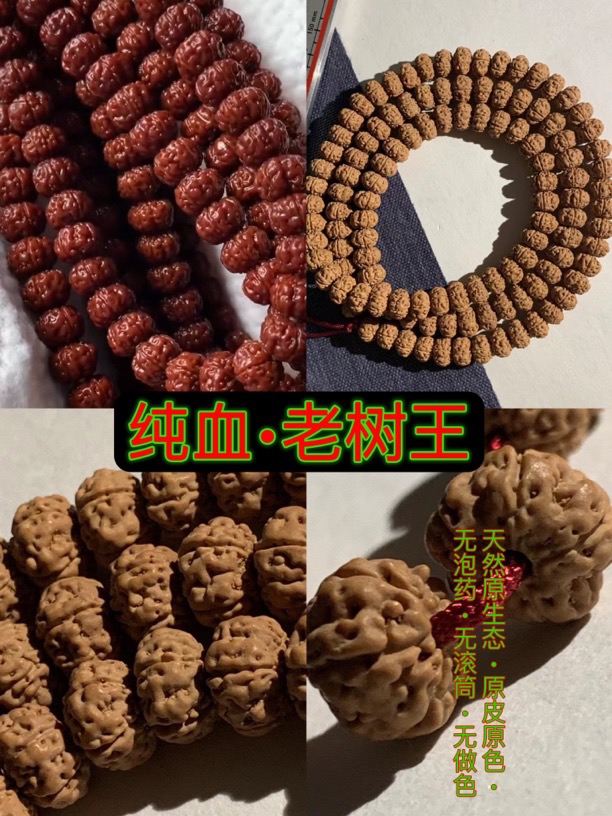一代飞碟南瓜老树王