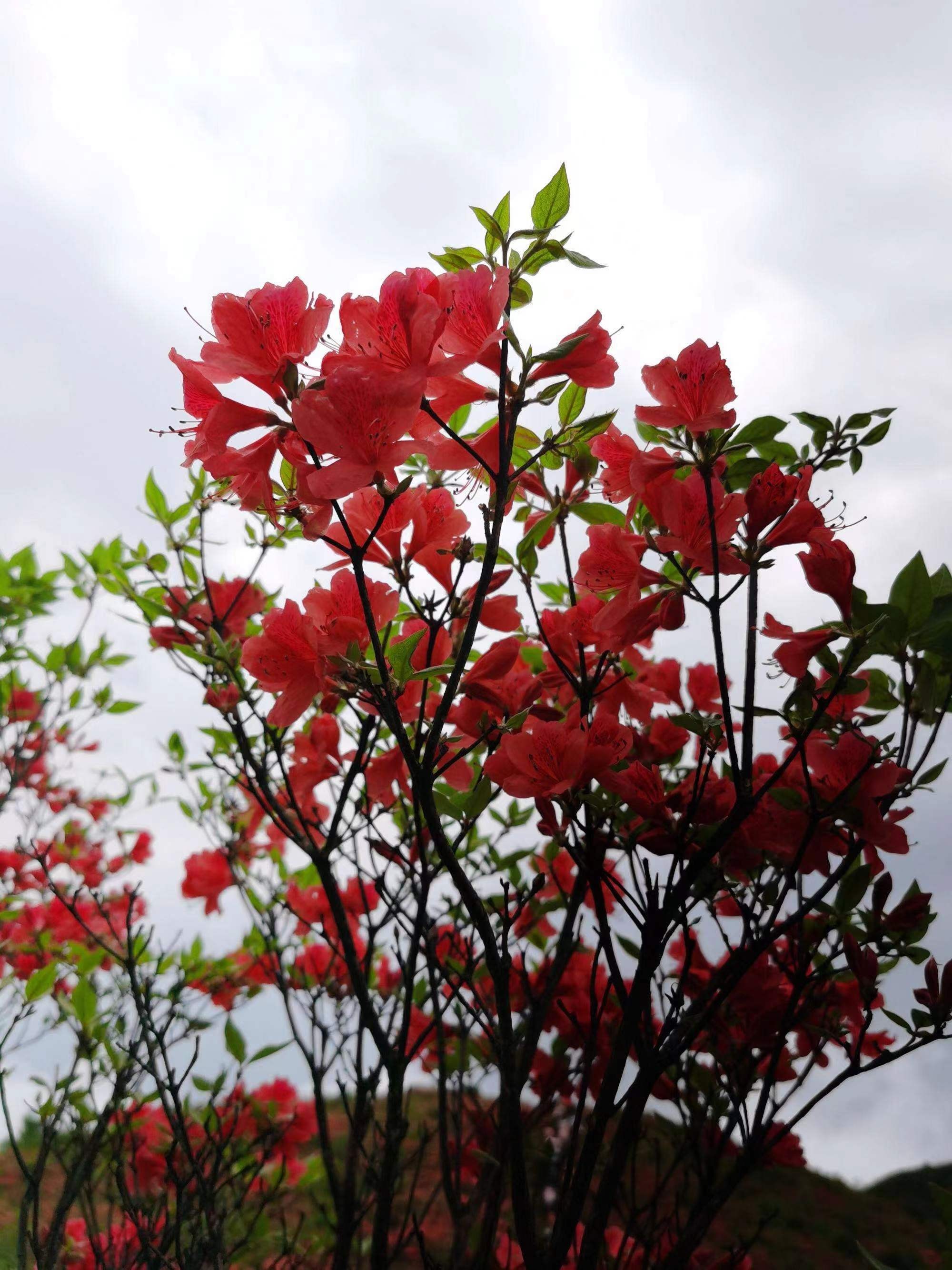 精品映山红一物一拍