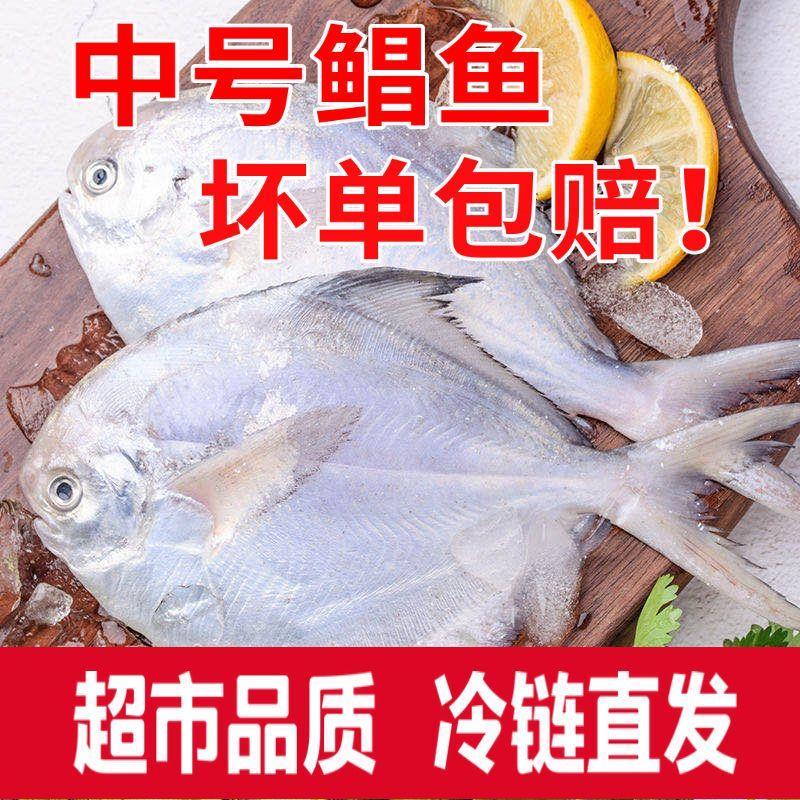 捕捞银鲳鱼野生银鲳鱼白鲳鱼平鱼新鲜海鲜水产鲜活冷冻日照特产