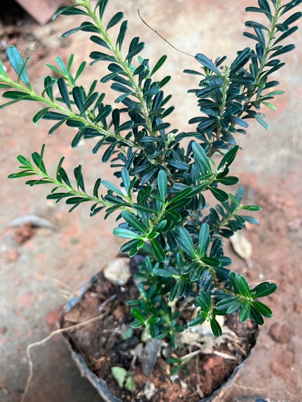 贵米黄杨造型盆景