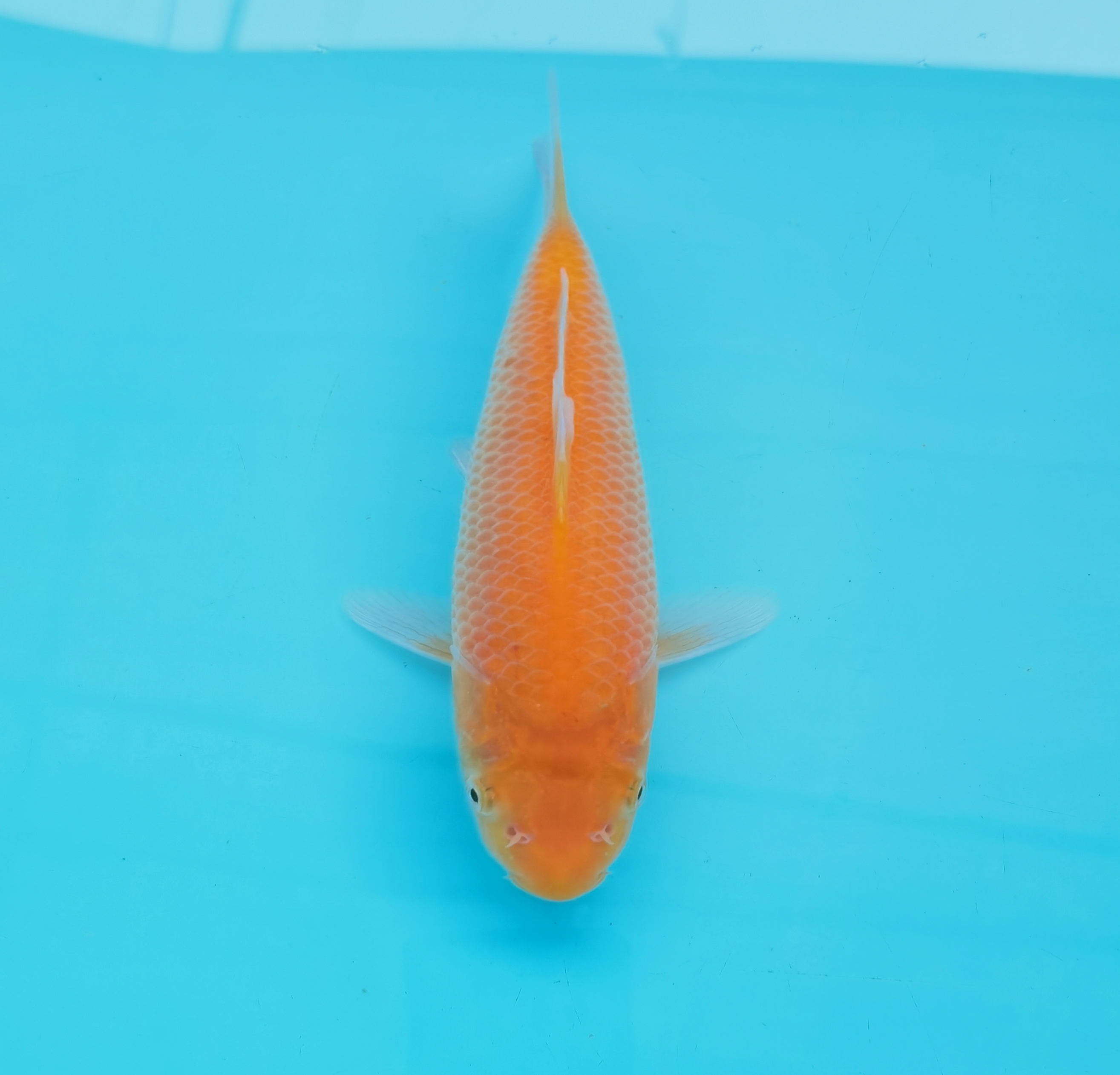 15-35公分锦鲤观赏鱼渔场发货·