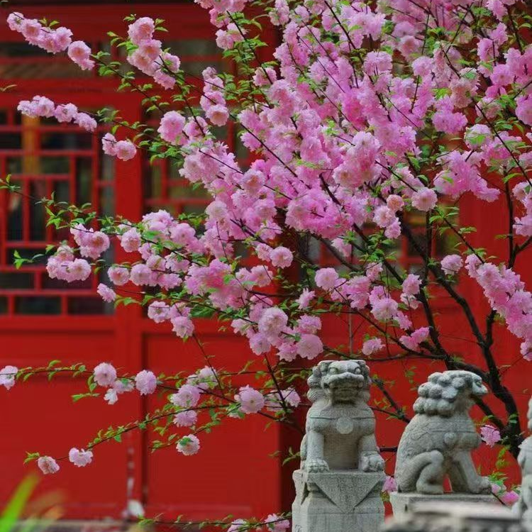 重瓣榆叶梅花苗郁李花苗盆栽耐寒庭院绿化花卉植物