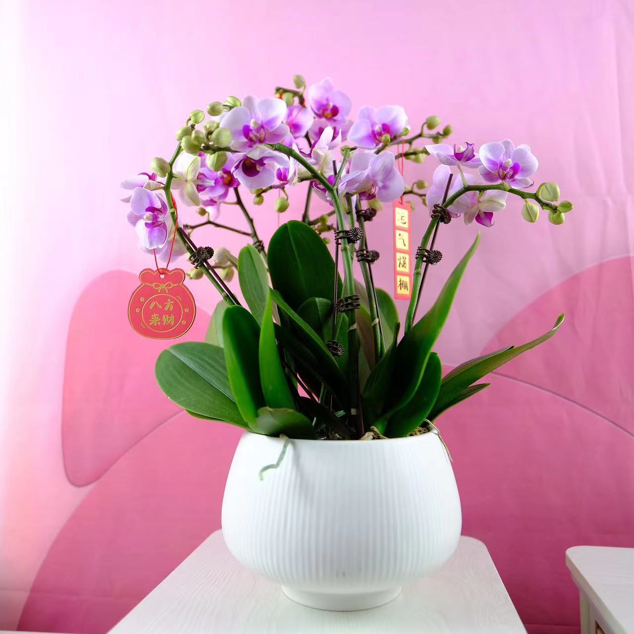 精品蝴蝶兰粉色系【宝贝】中花发货带花带陶瓷盆