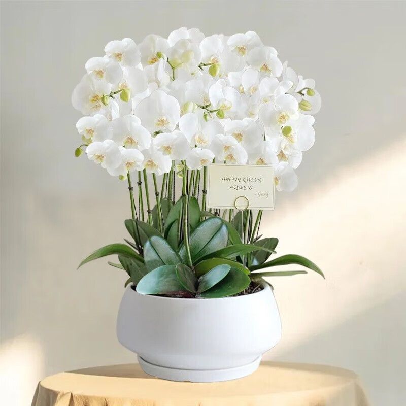 蝴蝶兰【阿玛】带花发货