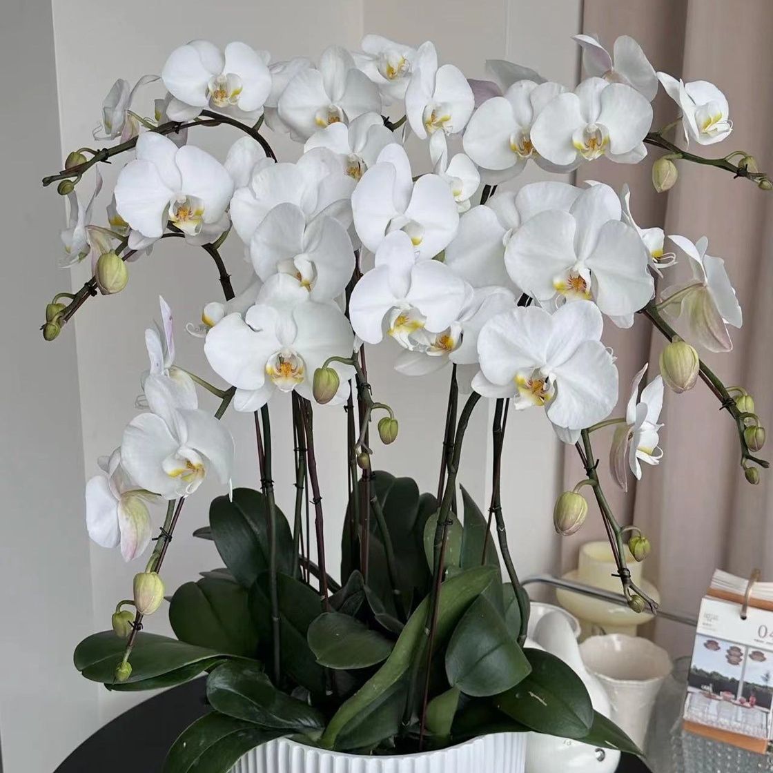 特A级蝴蝶兰【V3大白】大花