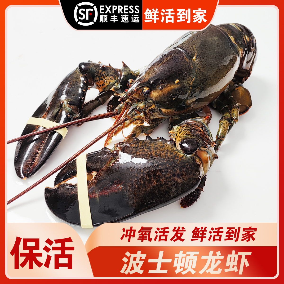 【包活到家】波士顿龙虾鲜活大龙虾特大波龙加拿大波龙海鲜