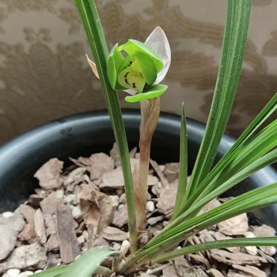 盆景兰草 悠然见蘭 原生态