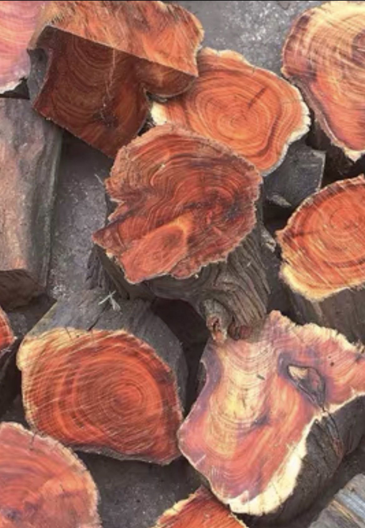 洪崖山柏木红油料专拍