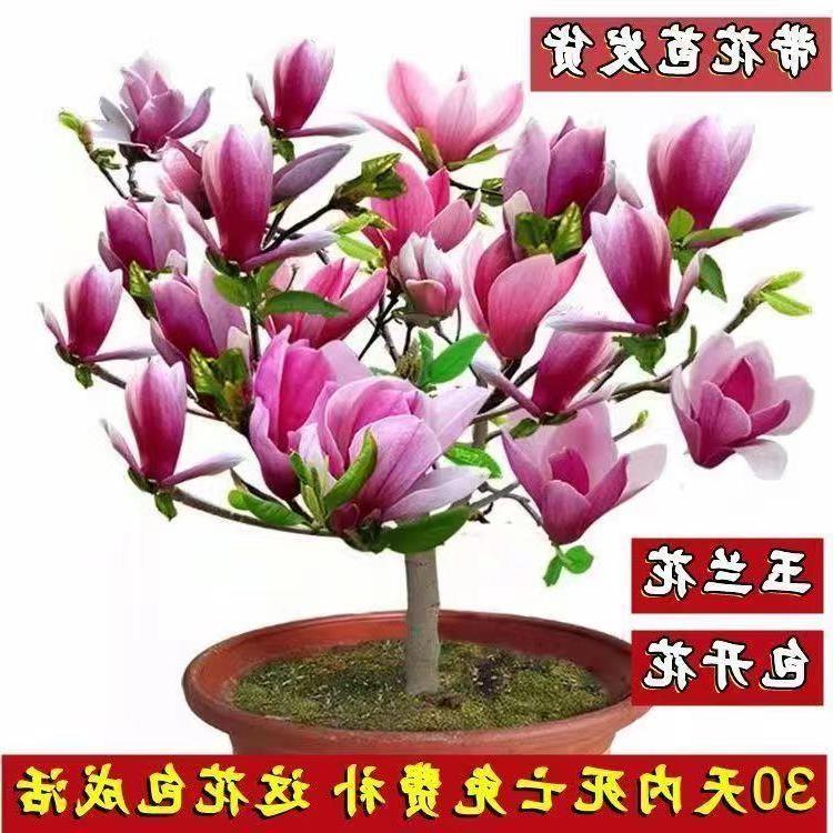 九华当年开花浓香玉兰花矮化盆栽地栽树苗耐寒四季开花花卉包成活