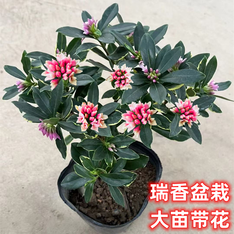 金边瑞香盆栽浓香型带花苞耐寒绿植观花卉开花带香味室内阳台植物