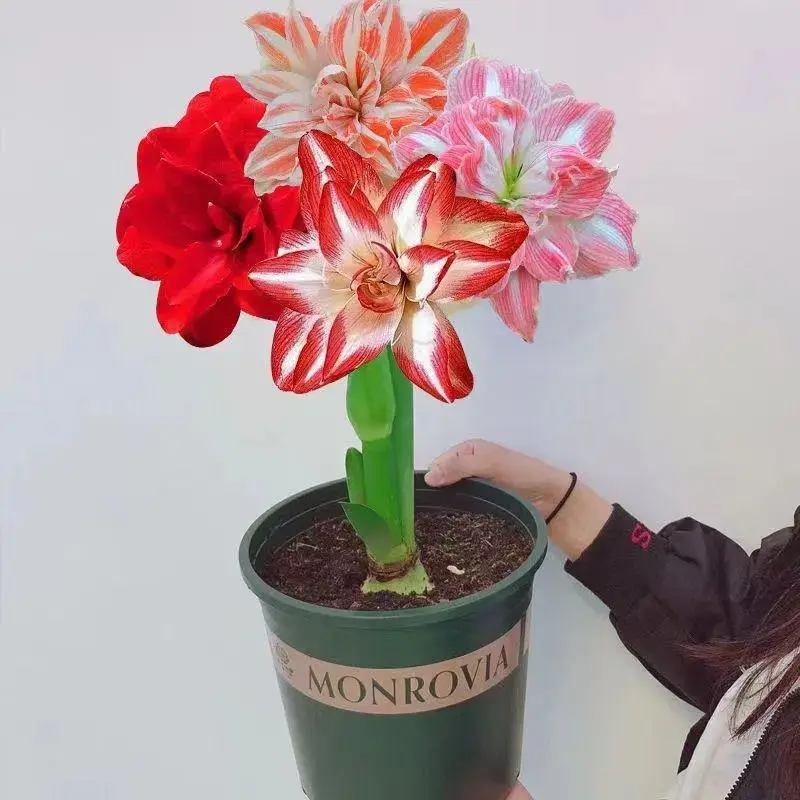 虹语重瓣朱顶红荷兰进口特大朱顶红种球室内阳台种植四季开花特色