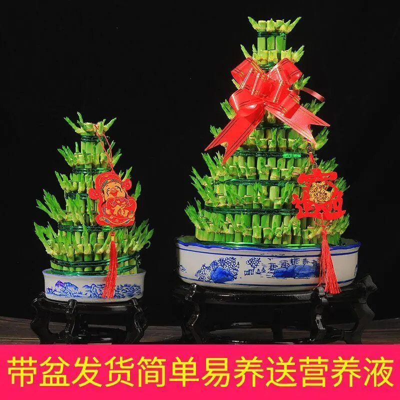 节节高竹塔富贵竹水培植物转运竹绿植盆栽水养室内办公桌净化空气