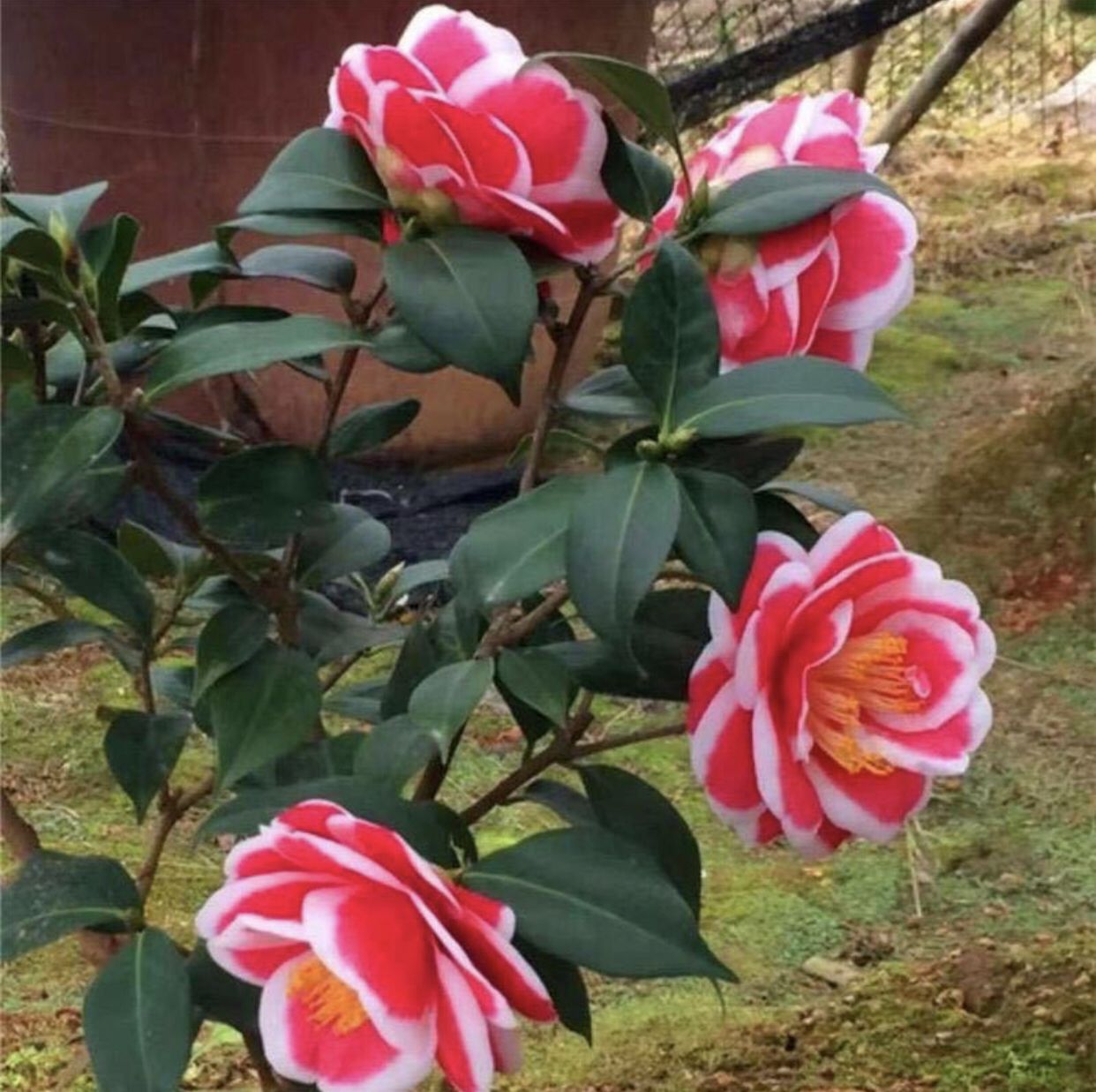 友之浦茶花苗盆栽玉之浦山茶花太阳茶花苗友之浦花卉阳台窗台庭