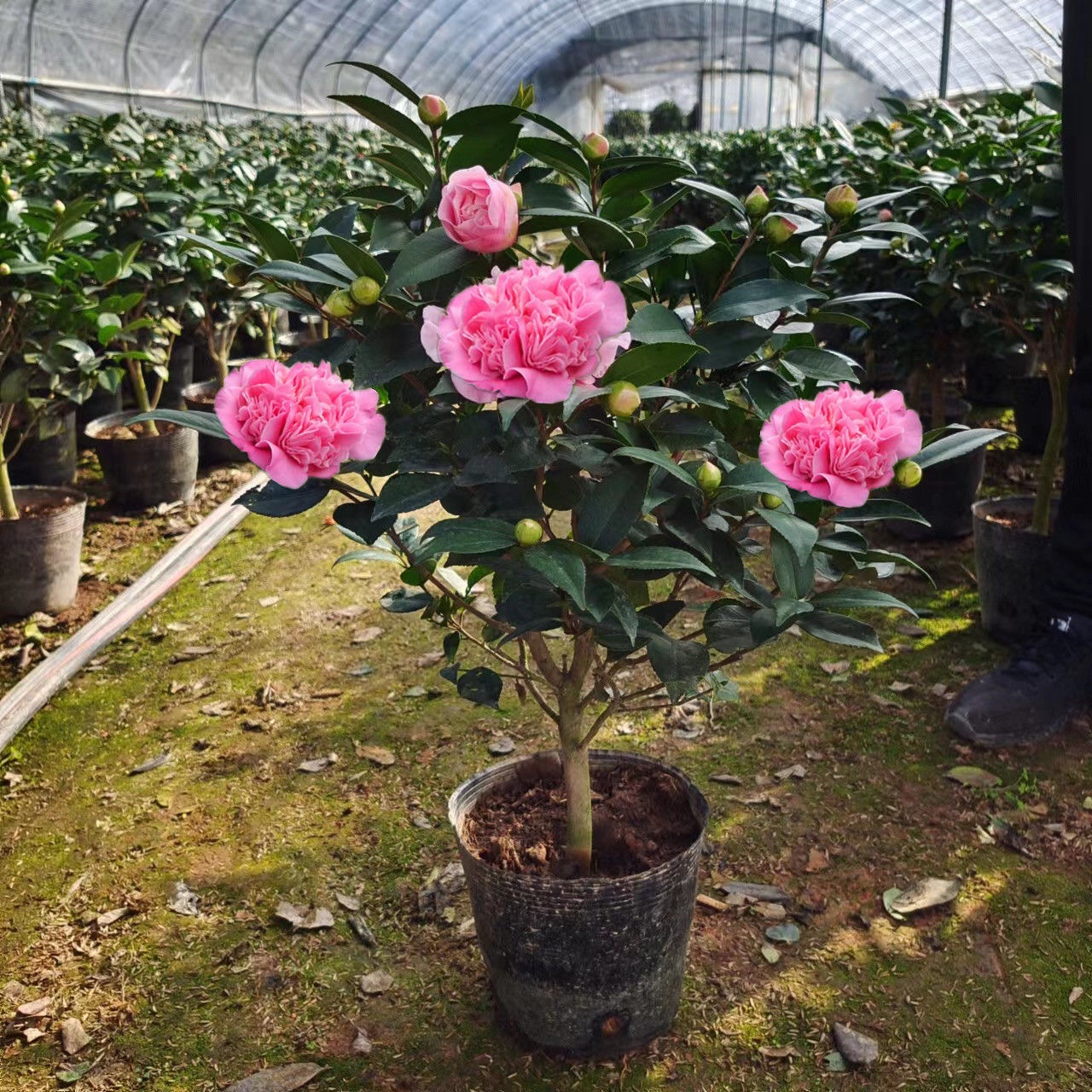 烈香山茶花千里香妃茶花卉