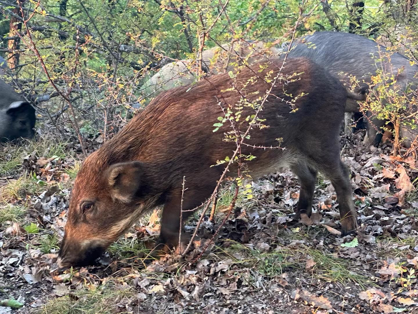 【同城改价】新鲜跑山橡果猪现杀农家猪肉生态散养笨猪肉冷链到家