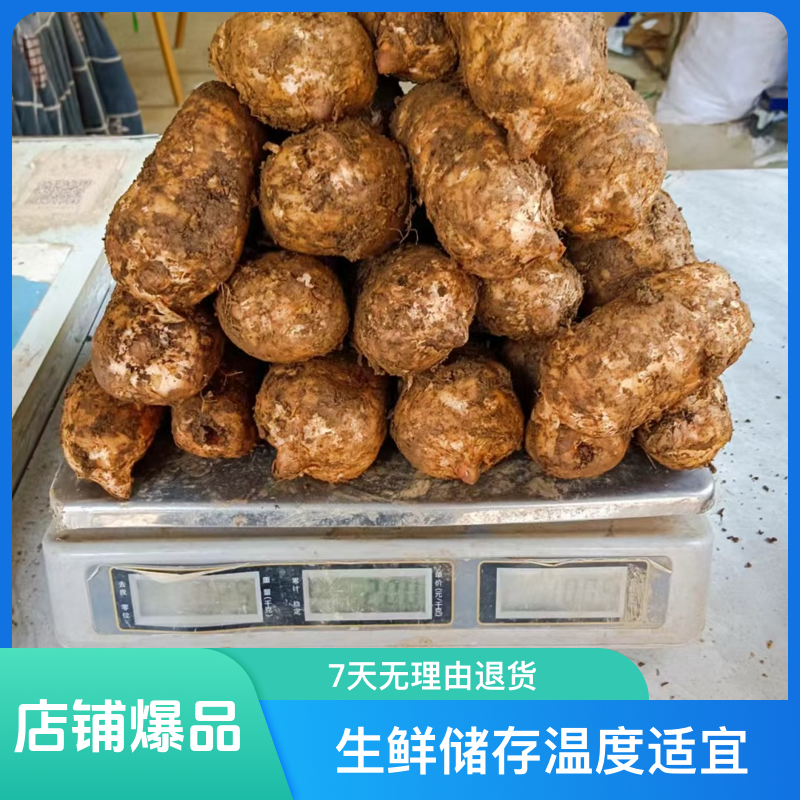 云南昭通小草坝天麻