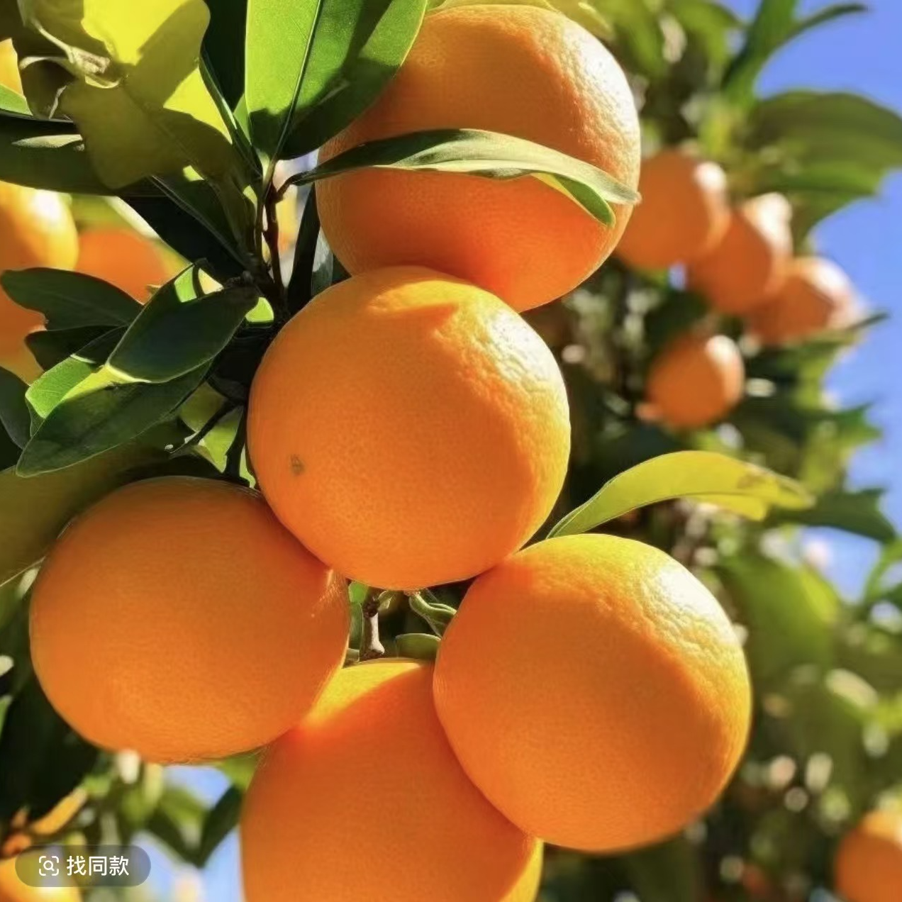 新鲜采摘湖南常德本地纽荷尔脐橙 现摘现发 包邮