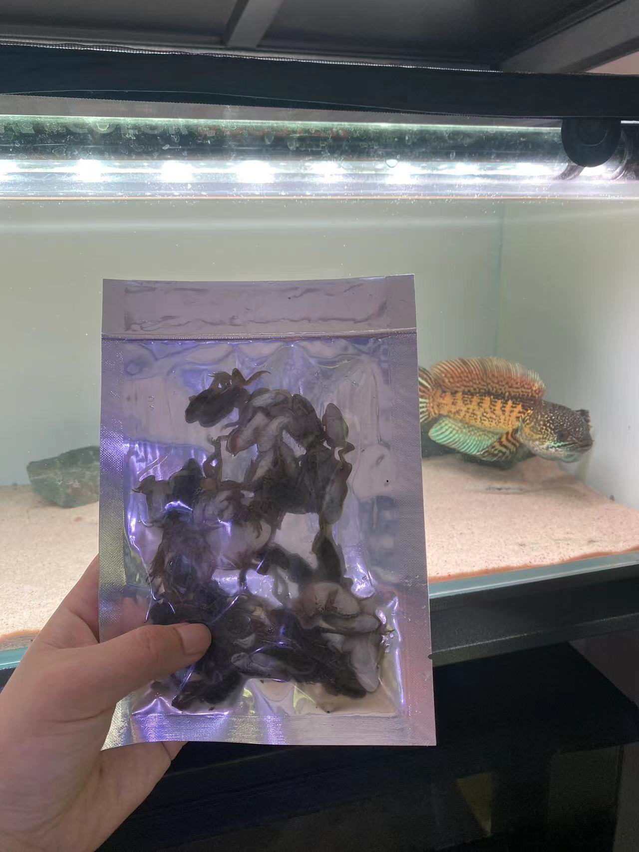 【富贵主推】稻田蛙雷龙鱼（N8N6添加版）