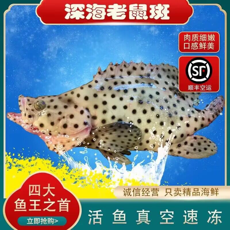 深海老鼠斑/野生老鼠斑1-7斤鲜活速冻石斑鱼包鲜包肥新鲜捕捞鲜发