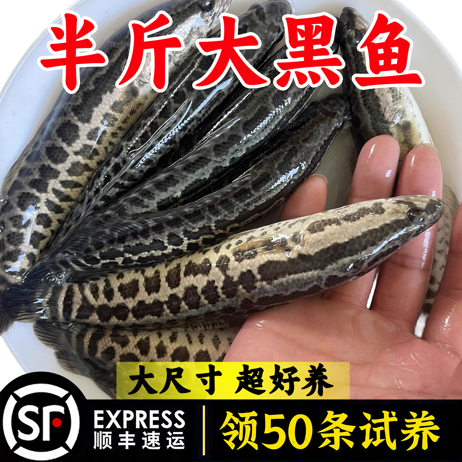 黑鱼活体淡水小鱼养殖黑鱼乌鱼财鱼乌鳢生鱼路亚凶猛观赏鱼饲料