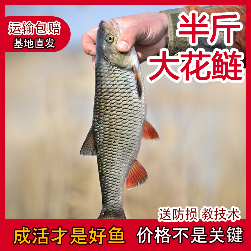 花鲢鱼超大鲢鳙超大大头鱼胖头鱼大头鱼淡水养殖鳙鱼饲料食用