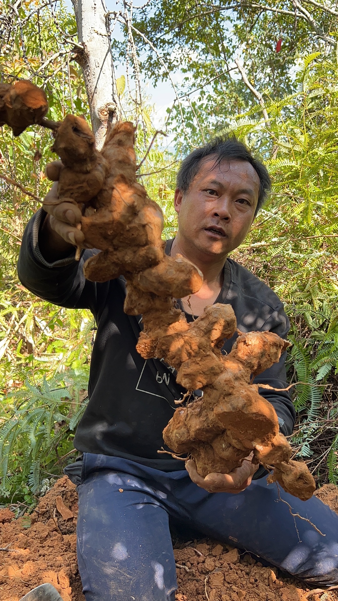 云南深山野生土茯苓