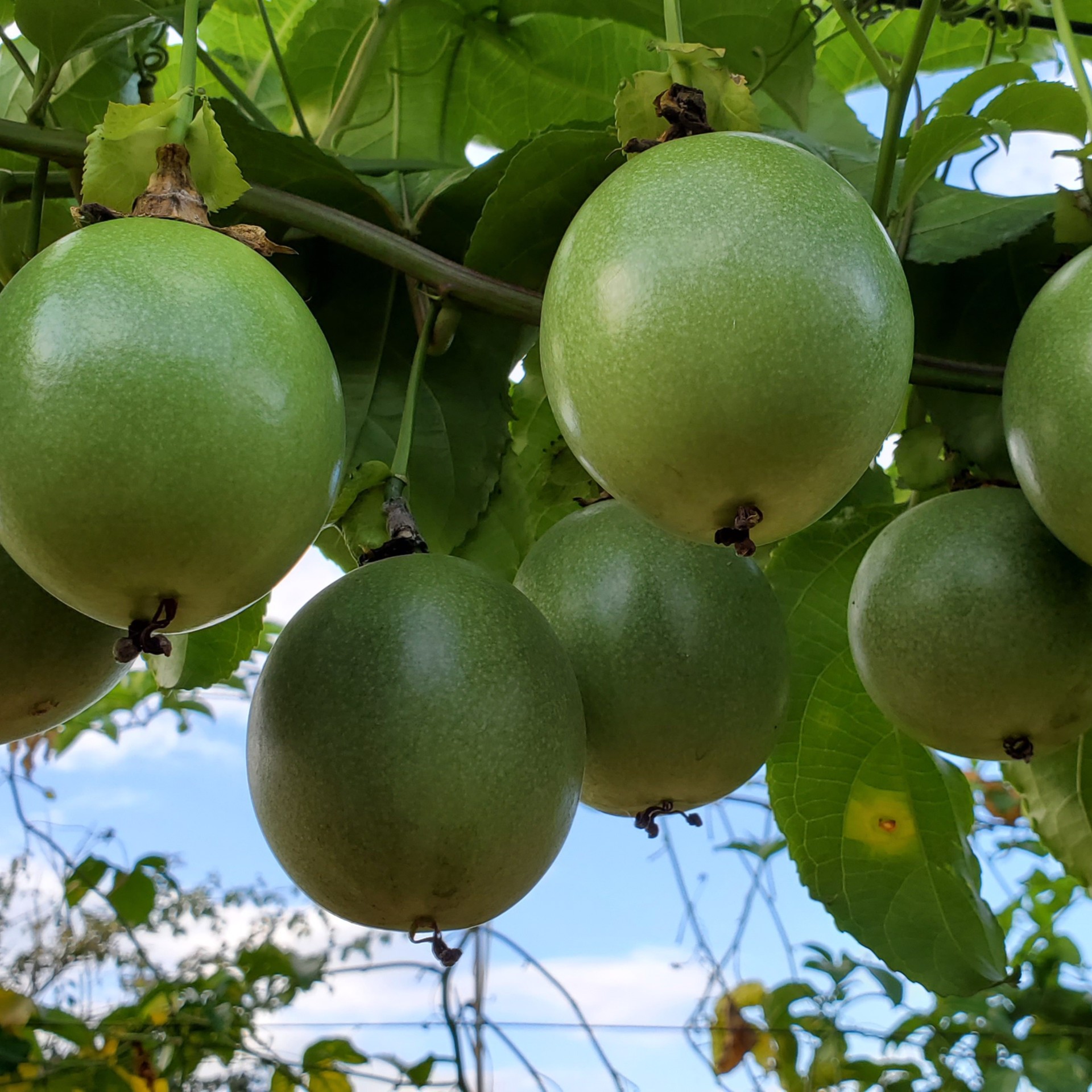 自己种植新鲜百香果2500克