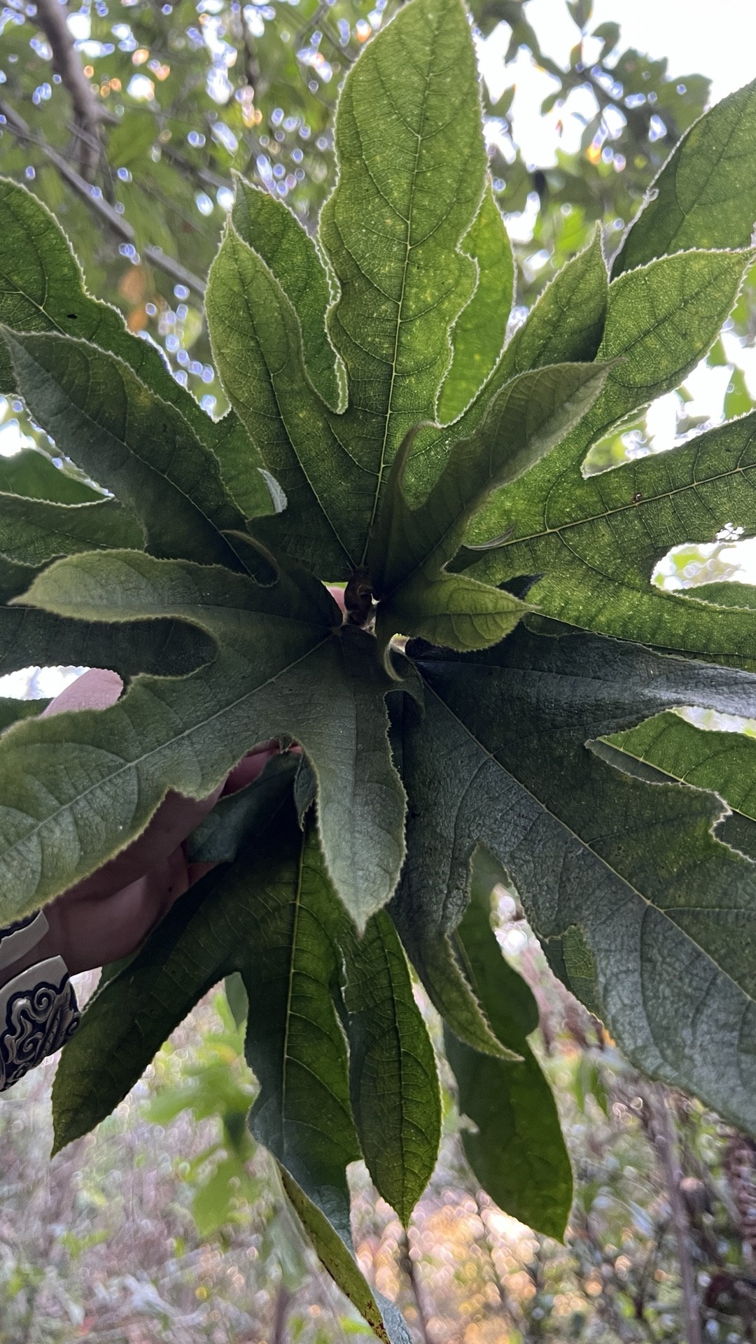 自己进山挖的新鲜五指桃树根3斤