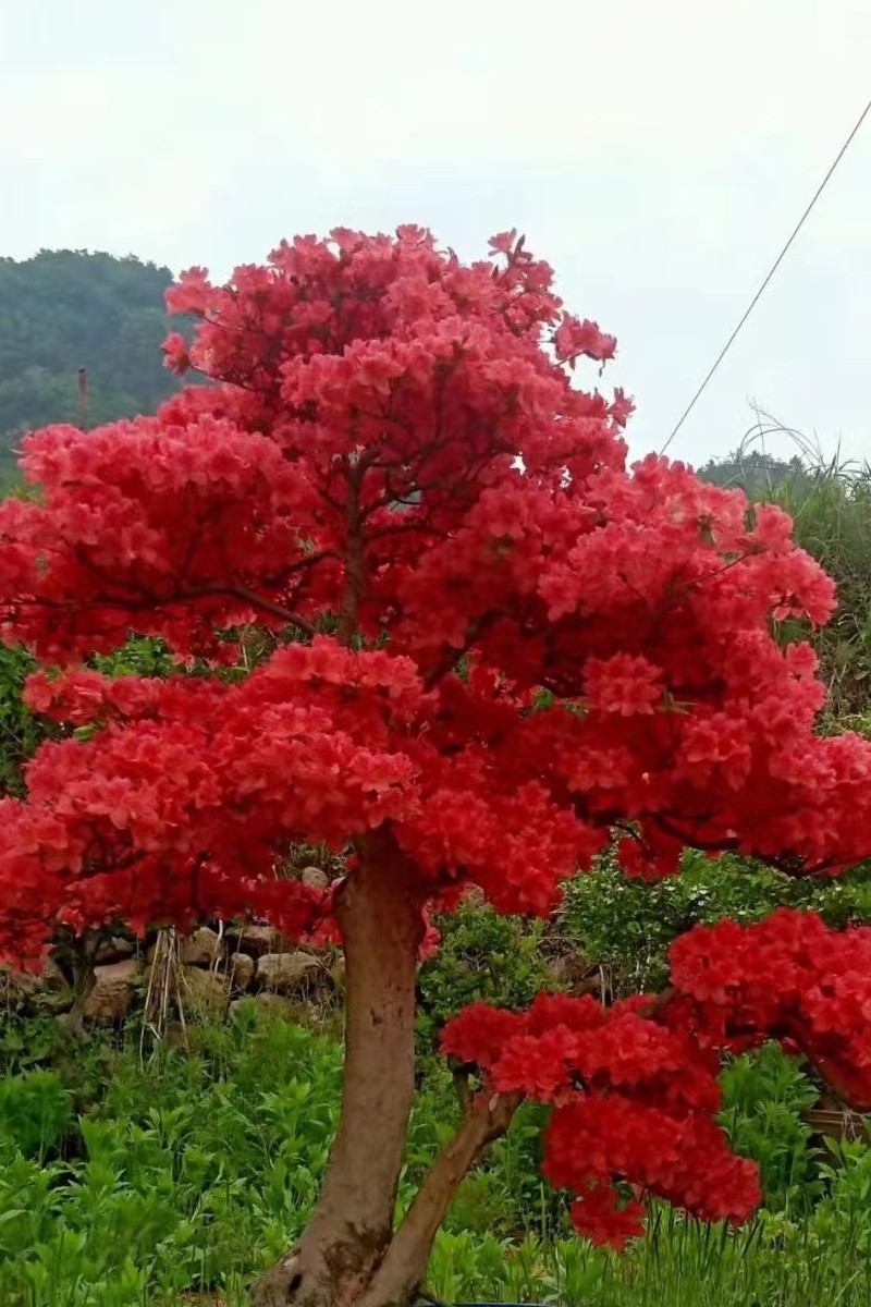 映山红盆景先花后叶