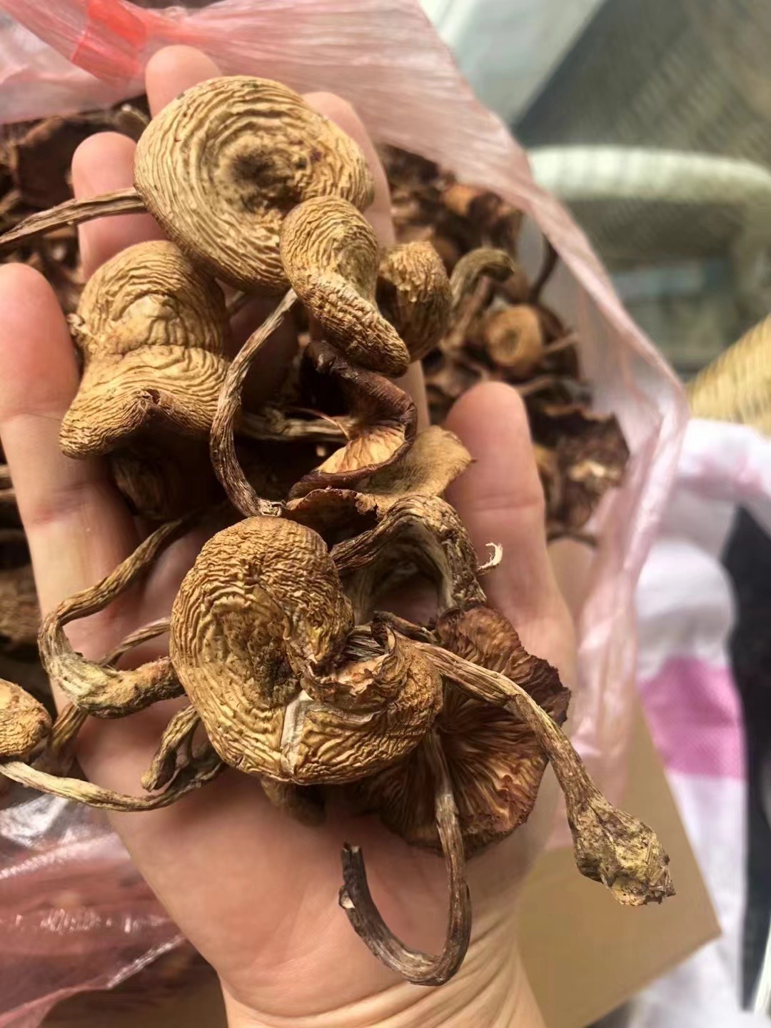 【榛蘑】长白山榛蘑足干无硫