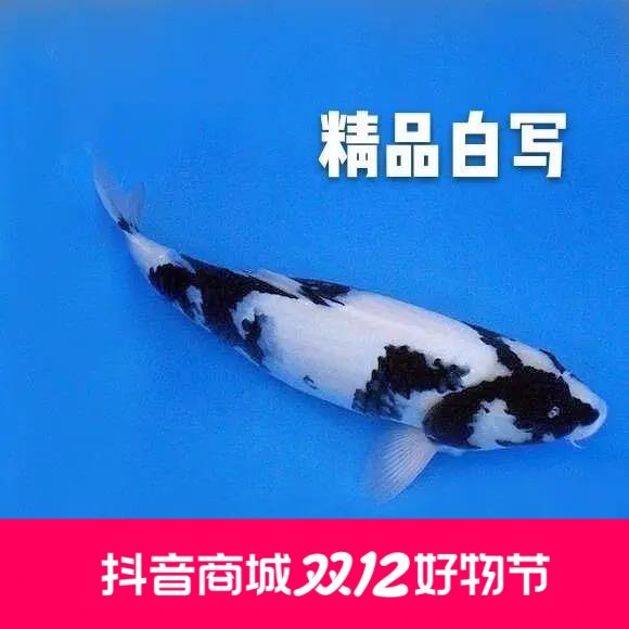 白写锦鲤精品纯种白写重墨锦鲤黑白分明冷淡水大小型观赏鱼苗