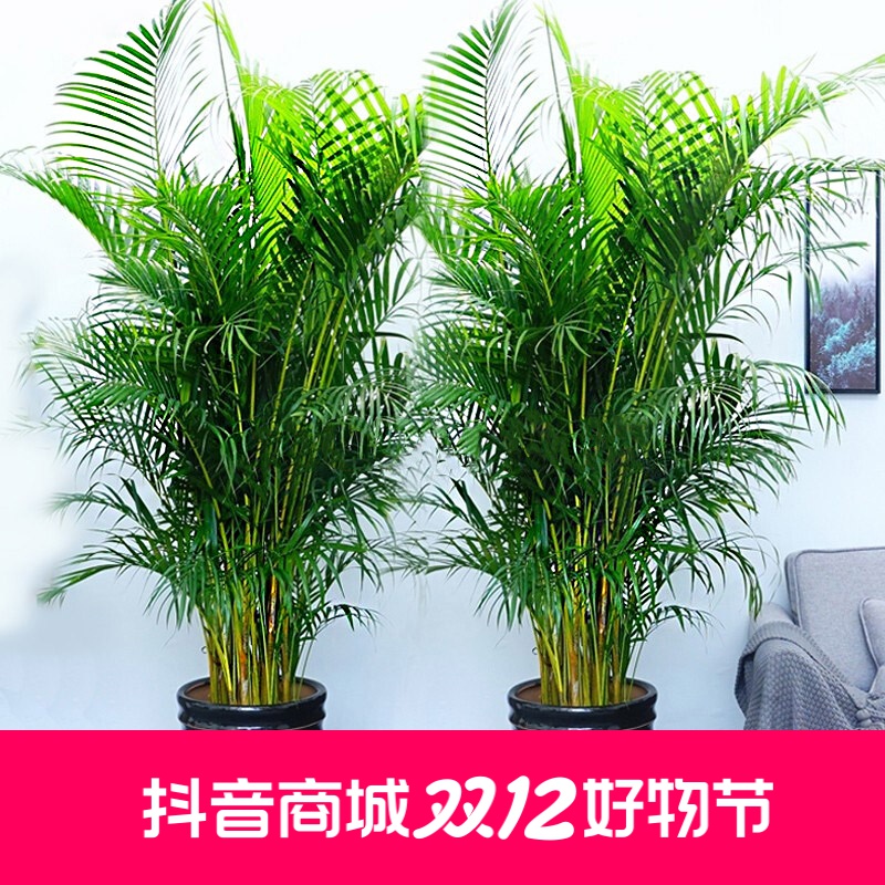 散尾葵盆栽室内客厅凤尾竹大型绿植夏威夷盆景富贵椰袖珍椰子花卉