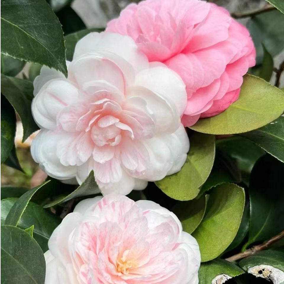 【十八学士】山茶花白底红粉多色冬季耐寒室内绿植盆栽