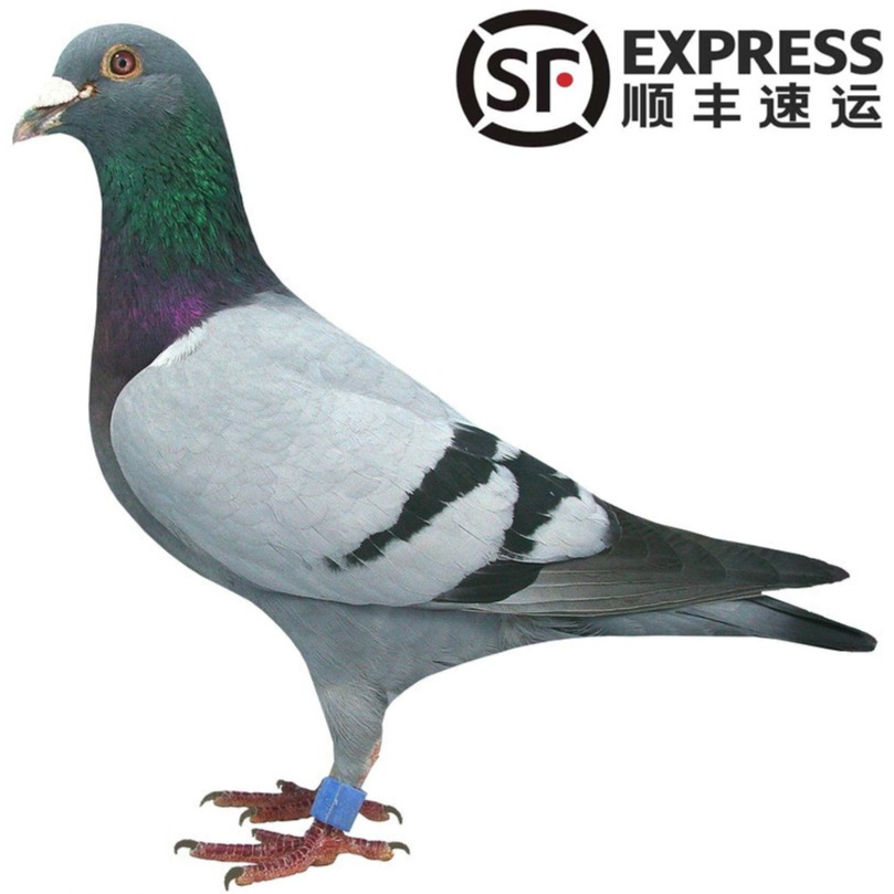 蓝村于姐散养老鸽乳鸽杂粮喂养 营养味美 农产品【顺丰包邮】