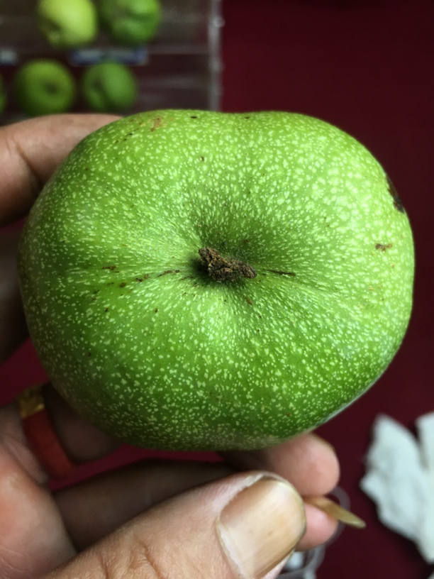 文玩核桃直播间选货链接文玩核桃不退不换