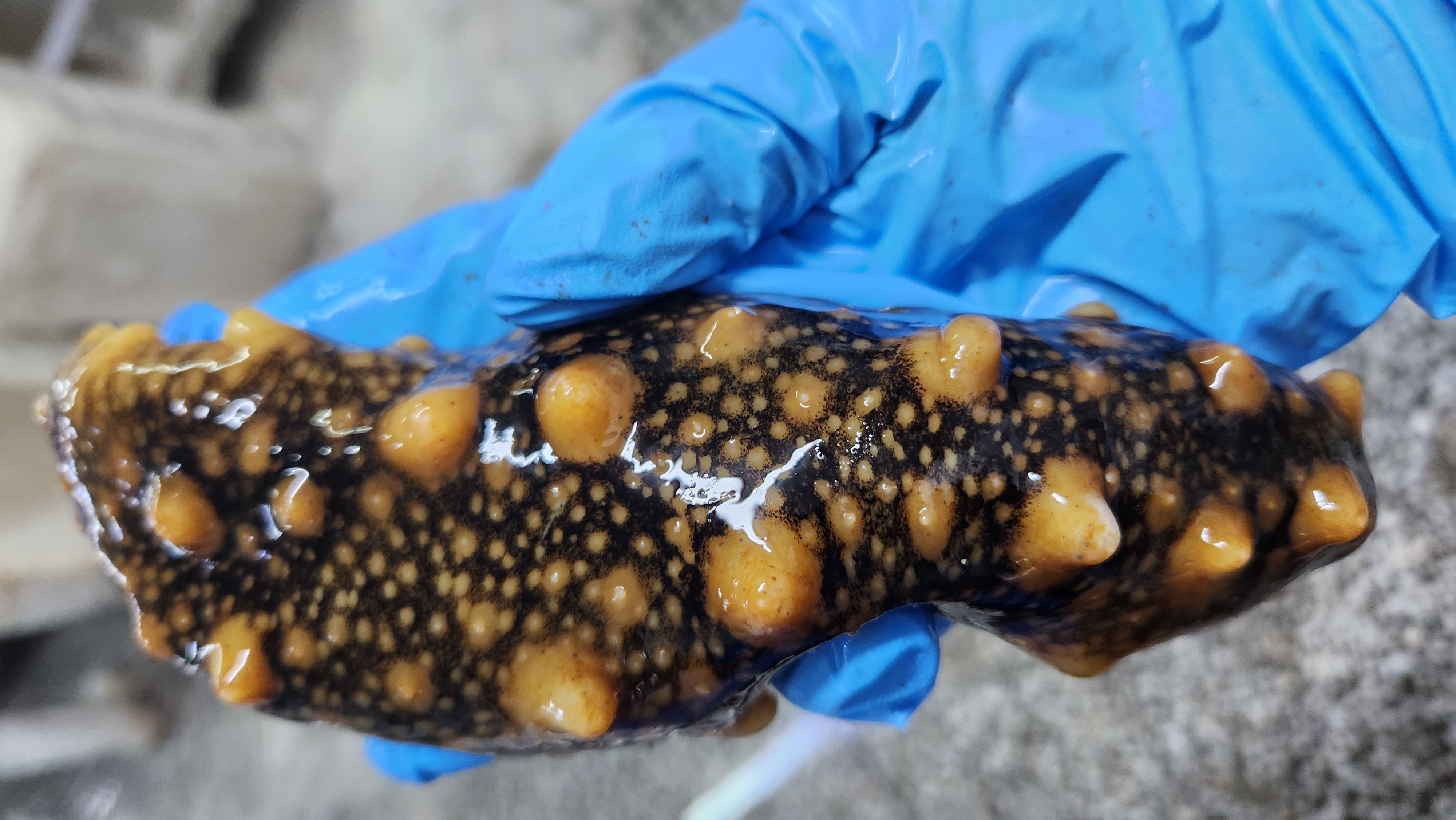 深海新鲜活海参现场加工无添加冻煮海参 | （非即食）需要加工食用