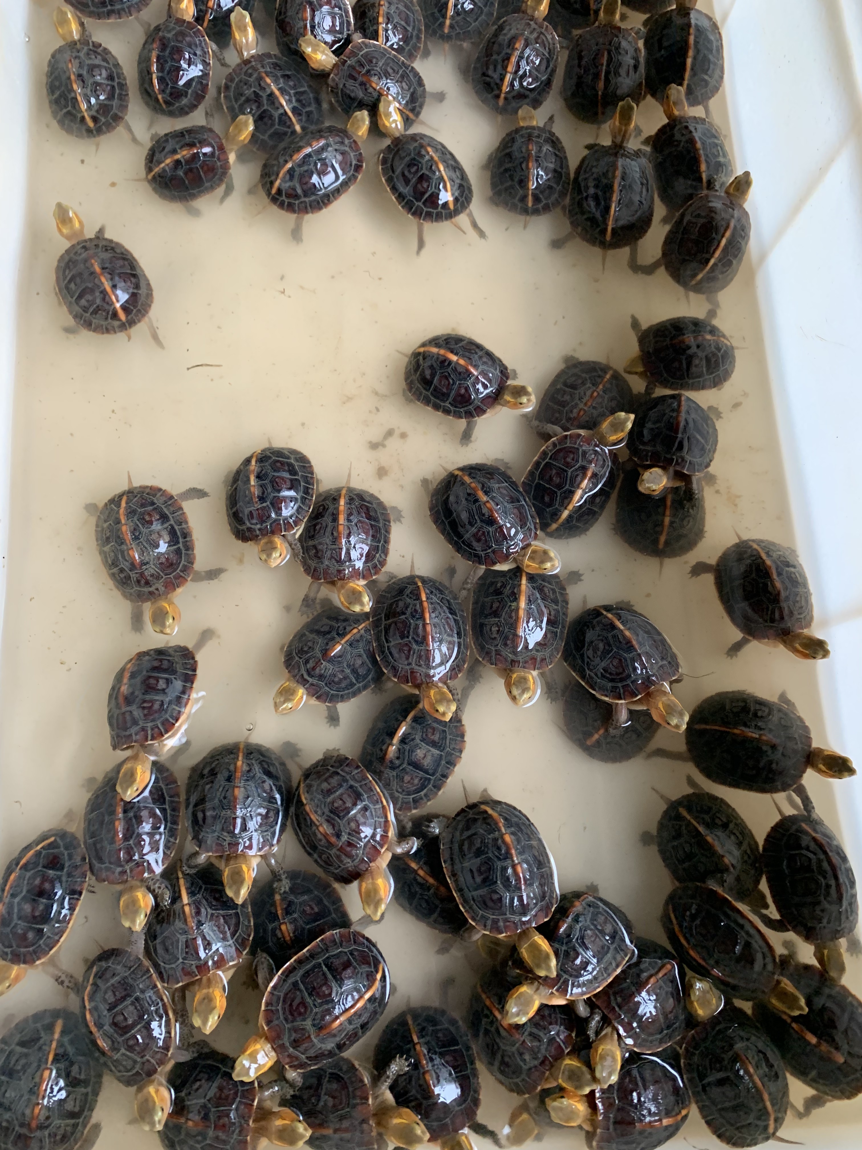 人工合法繁殖安缘亚成碌仔小苗