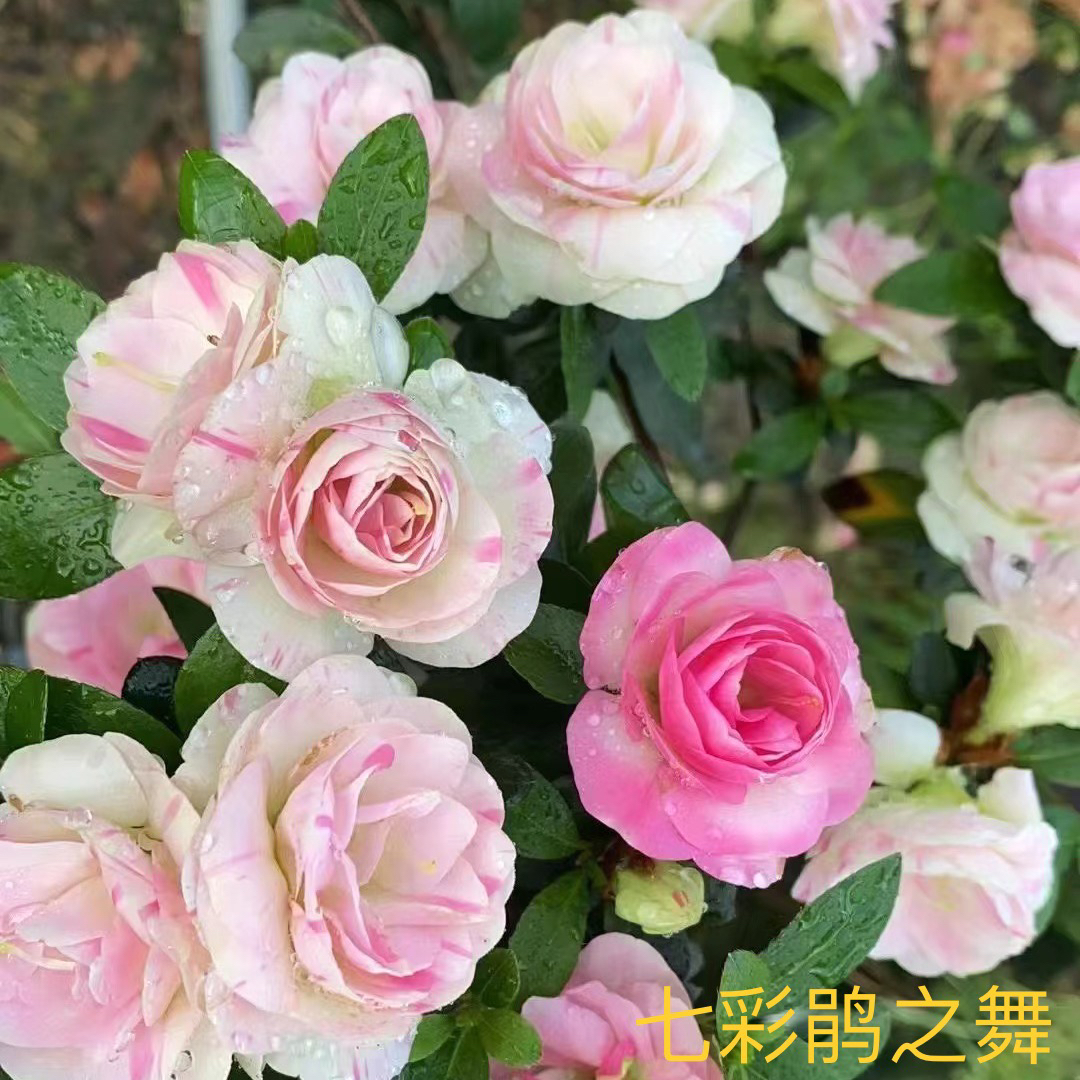 平台推荐皋月杜鹃花盆栽四季开花稀有阳台品种花卉庭院好养