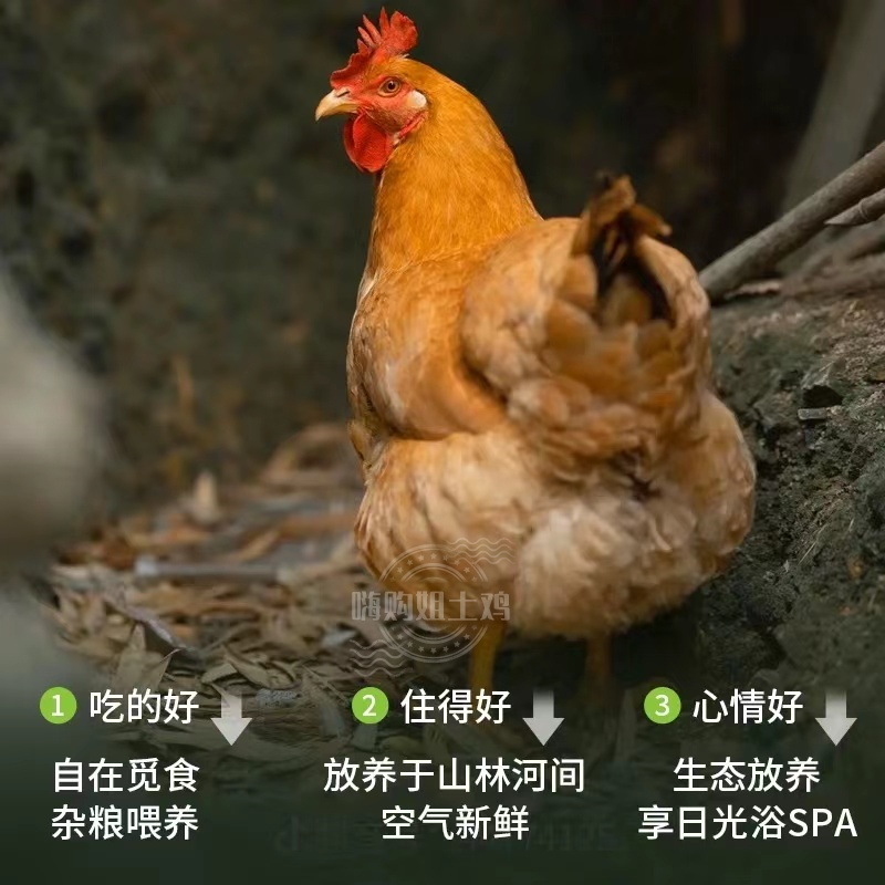 正宗贵州1-2年粮食老母鸡、月子鸡（煲汤佳品）好货不等人！